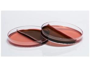BESİYER PETRİ DİSH 90 MM